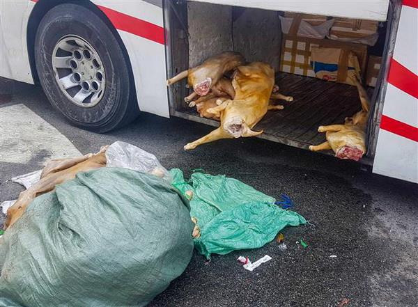 Cần Thơ: Xử lý hơn 220kg thịt dê 'bẩn' chuẩn bị vào quán nhậu ảnh 1