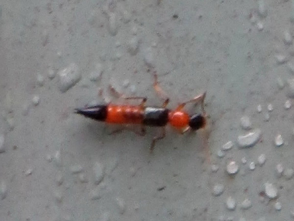 Cách phòng tránh bị viêm da sau tiếp xúc với kiến ba khoang ảnh 1