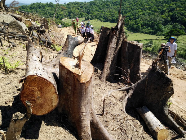 Kiểm tra hiện trường 44ha rừng tự nhiên bị "xóa sổ" tại Bình Định ảnh 1