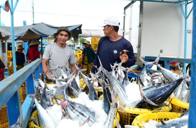 Ninh Thuận: Ngư dân tiết kiệm chi phí khi giá nhiên liệu tăng cao ảnh 1