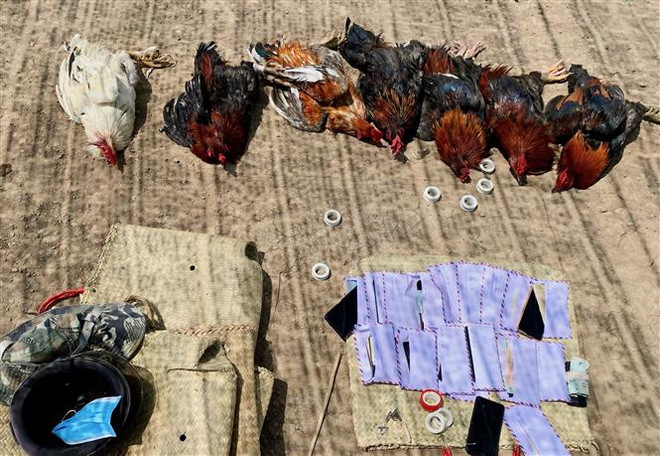 Bạc Liêu: Triệt phá tụ điểm đánh bạc bằng hình thức đá gà ảnh 2