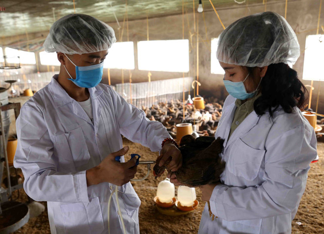 Bộ Nông nghiệp: Tiếp tục kiểm soát chặt chẽ dịch cúm gia cầm ảnh 1