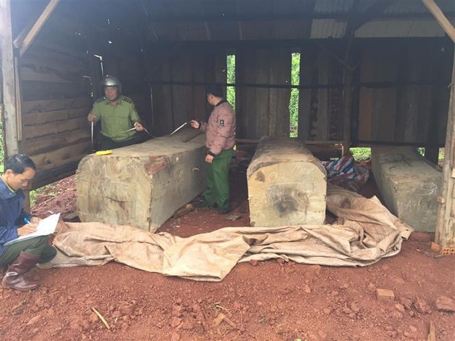 Đắk Nông: Thu giữ gần 10m3 gỗ được cất giấu tại rẫy hồ tiêu ảnh 1