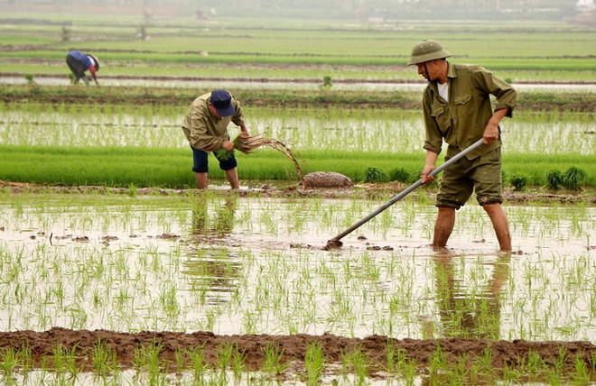 Trên 63% diện tích đã có nước cho gieo cấy vụ Đông Xuân ảnh 1