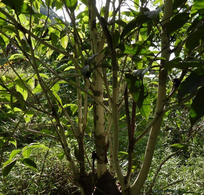 ttxvn_cay tra hoa trai mong tai_pu_luong.jpg