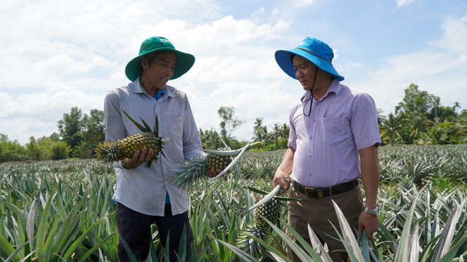 ttxvn_dua kien giang (2).jpg