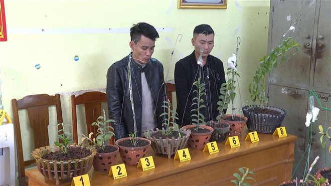 Hai đối tượng Hà Văn Thắng (sinh năm 1987) và Phạm Quang Hùng (sinh năm 1992) cùng tang vật vụ án tại cơ quan công an. (Ảnh: TTXVN) Thanh Hóa: Bắt giữ 2 đối tượng trộm hoa lan đột biến liên tỉnh ảnh 1