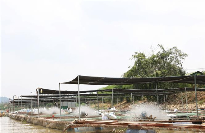 Hàng chục tấn cá nuôi lồng, bè chết bất thường trên sông Sêrêpốk ảnh 3