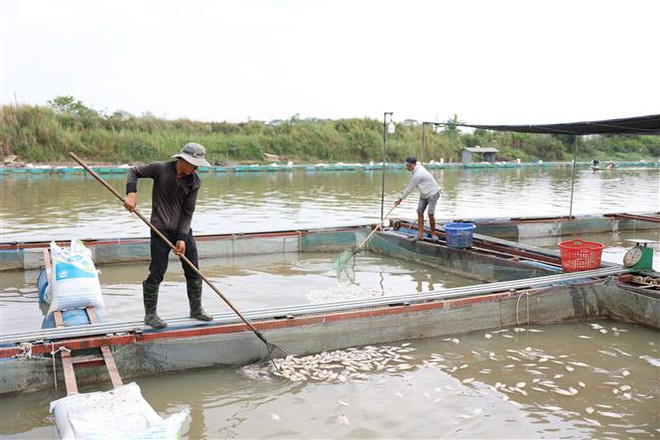 Hàng chục tấn cá nuôi lồng, bè chết bất thường trên sông Sêrêpốk ảnh 2