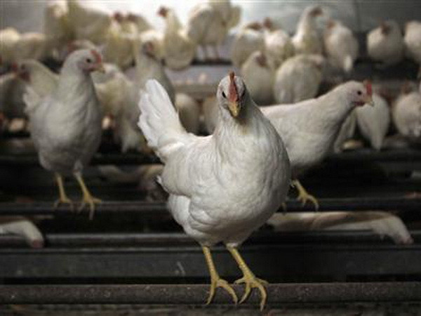 Hàn Quốc cấm nhập khẩu gia cầm từ Anh và Hà Lan ảnh 1