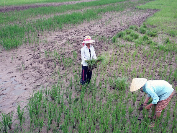 Cà Mau: Gần 20.000 ha đất sản xuất lúa bị nhiễm mặn ảnh 1