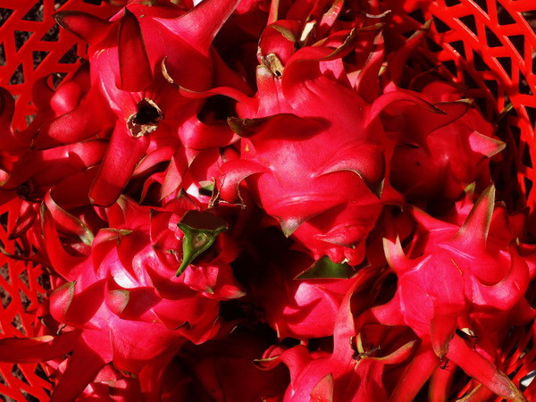 Trà Vinh xuất khẩu 1 tấn thanh long ruột đỏ sang Hoa Kỳ ảnh 1