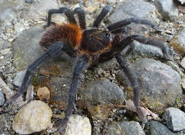 Colombia phát hiện thêm 150 loài động, thực vật mới trong năm 2016 ảnh 1