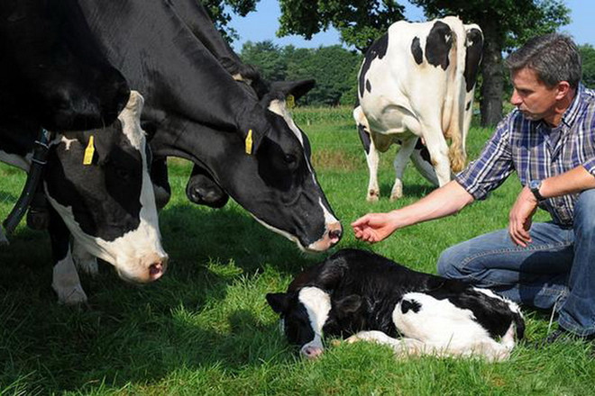 Đức cho phép nông dân được thỏa thuận trước về giá sữa ảnh 1