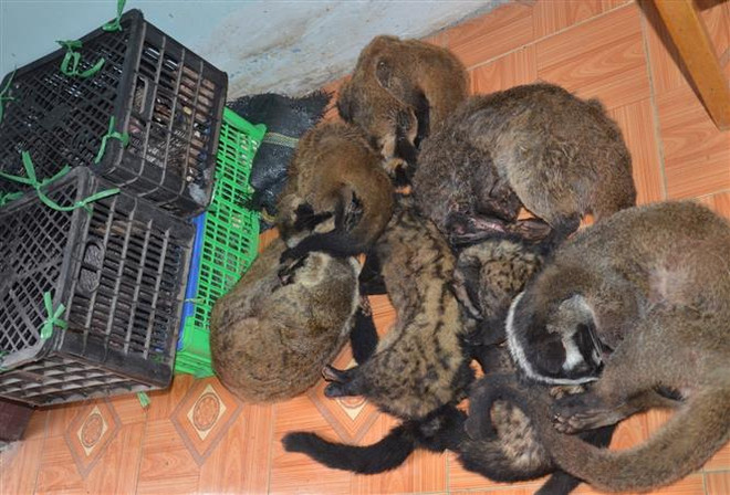 Điện Biên: Thu giữ số lượng lớn cá thể động vật hoang dã ảnh 2