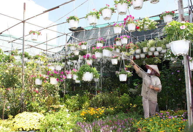 Hoa cảnh dự báo tiêu thụ chậm, nhà vườn thu hẹp diện tích ảnh 2