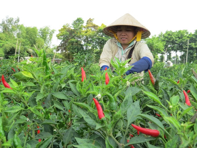 Nông dân ''trúng'' đậm vì giá ớt tăng cao kỷ lục dịp cuối năm ảnh 1