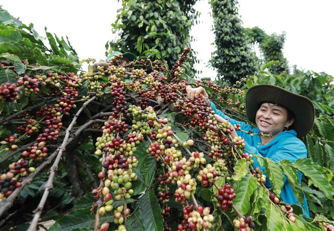 Biến động thị trường nông sản tuần qua: Giá tiêu tiếp tục giảm mạnh ảnh 2