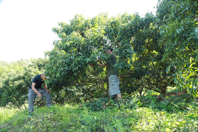 Canh cánh nỗi lo xuất khẩu vải thiều trong tình hình dịch COVID-19 ảnh 2