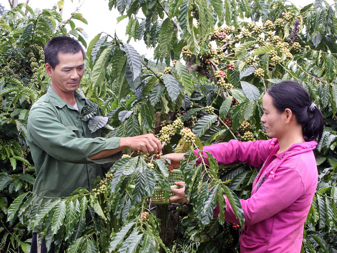 Gia Lai: Báo động tình trạng mất trộm càphê khi vào vụ thu hoạch ảnh 1