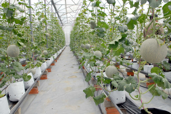 Nông nghiệp công nghệ cao ở Đồng Nai: Đầu tư nhiều, thu lãi lớn ảnh 1