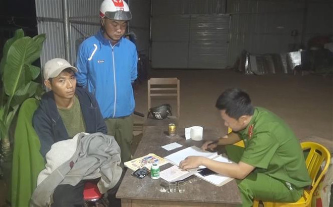 Đắk Lắk: Tạm giữ đối tượng trồng trái phép hơn 1.000 cây cần sa ảnh 2