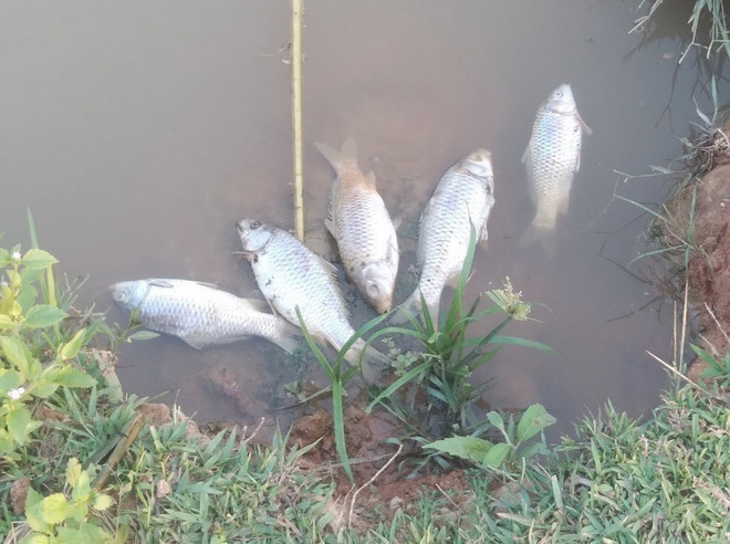 Cá của hộ gia đình anh Tao Văn Hung, bản Phiêng Chá, bị chết mỗi khi nhà máy xả thải. (Ảnh: Nguyễn Oanh/TTXVN) ttxvn_2705_mu cao su (2).jpg