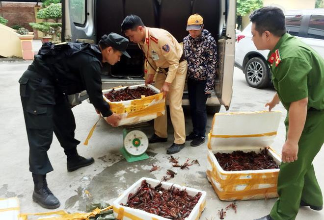 Quản lý sinh vật ngoại lai xâm hại: Tiềm ẩn nhiều nguy cơ lo ngại ảnh 2