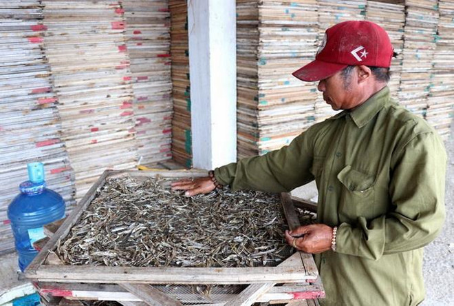 Tồn 750 tấn cá hấp phơi khô do thương lái Trung Quốc dừng thu mua ảnh 1