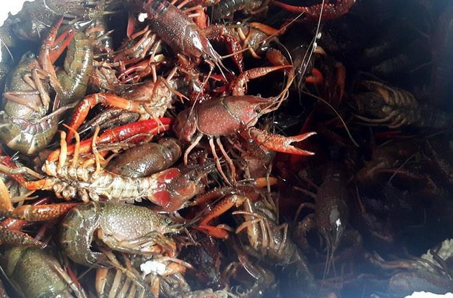 Quản lý sinh vật ngoại lai xâm hại: Tiềm ẩn nhiều nguy cơ lo ngại ảnh 1