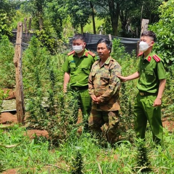 Đắk Lắk: Khởi tố, bắt tạm giam 6 đối tượng trồng cần sa trái phép ảnh 1