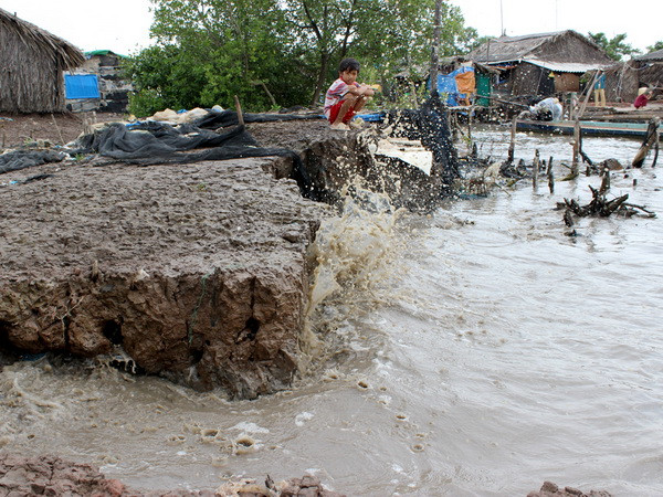 Hơn 40km bờ biển của tỉnh Cà Mau bị sạt lở nghiêm trọng ảnh 1