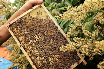 Mùa mật ong vải ở Bắc Giang: Được mùa, được giá 