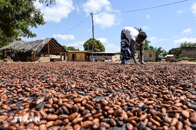 Chính phủ Nigeria cấm xuất khẩu hạt cacao thô