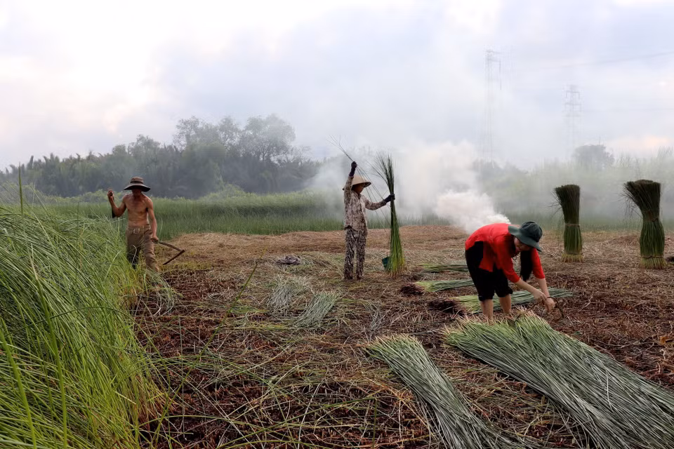 Người dân thu hoạch lác, chặt, gom và lọc những cây đạt chiều cao rồi bó lại. (Ảnh: Đức Hạnh/TTXVN)