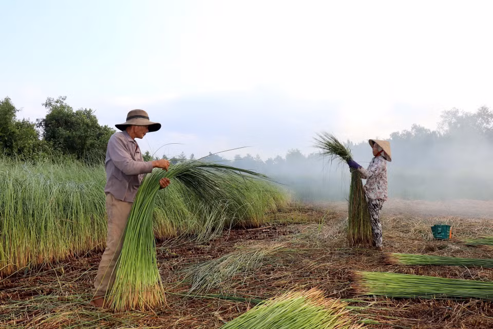 Vợ chồng ông Nguyễn Văn Cu thu hoạch lác. (Ảnh: Đức Hạnh/TTXVN)
