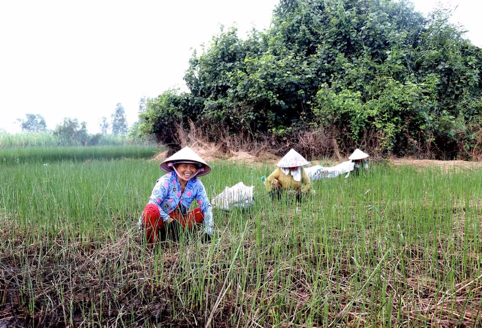 Những người dân Nhựt Tảo đang làm cỏ trong ruộng lác. (Ảnh: Đức Hạnh/TTXVN)