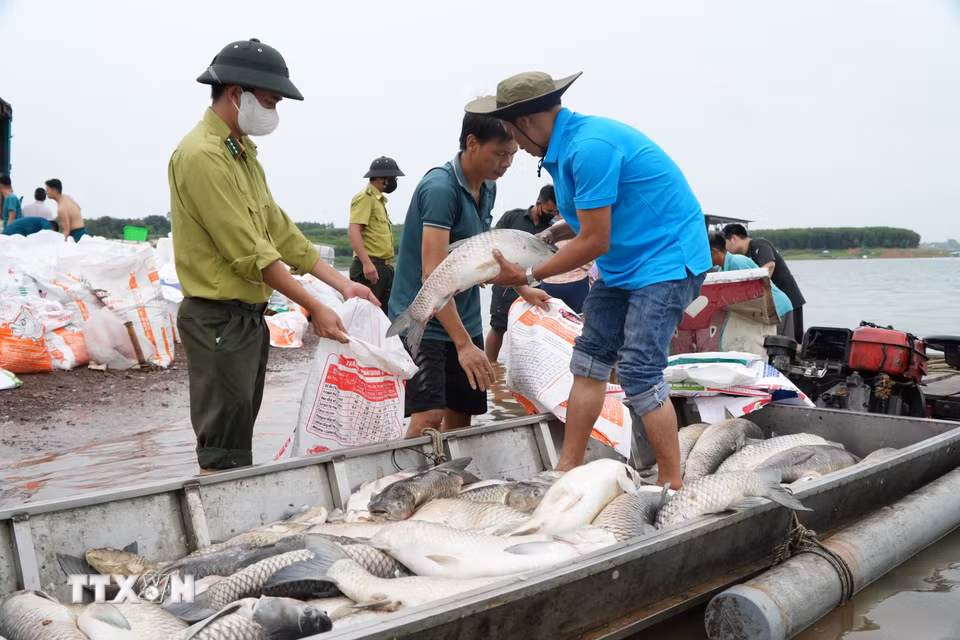 Sự cố cá chết hàng loạt trên hồ Trị An khiến người nuôi thiệt hại hàng tỷ đồng. (Ảnh: Lê Xuân/TTXVN)