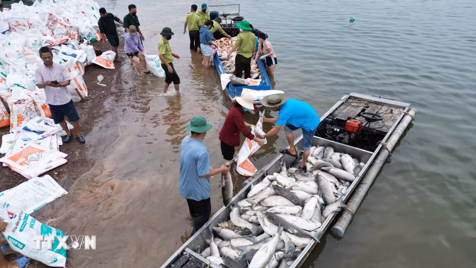 Nhiều hộ nuôi cá trên hồ Trị An mất trắng do cá chết. (Ảnh: Lê Xuân/TTXVN)