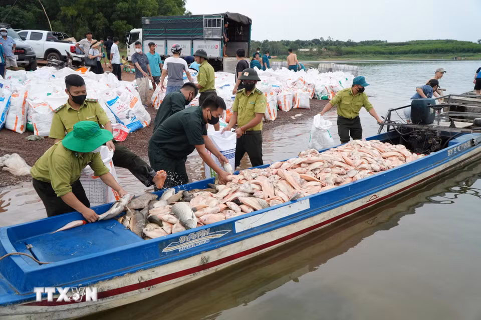 Cá chết hàng loạt sau cơn mưa kéo dài khiến người nuôi trên hồ Trị An không kịp trở tay. (Ảnh: Lê Xuân/TTXVN)