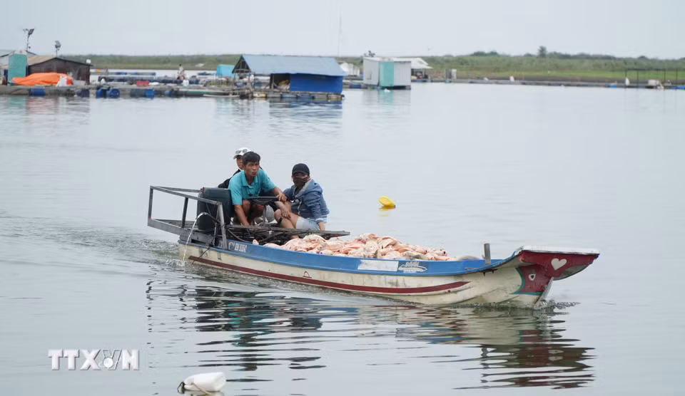 Cá chết vớt từ các lồng nuôi giữa hồ Trị An được chở bằng ghe vào bờ và đem tiêu hủy. (Ảnh: Lê Xuân/TTXVN)