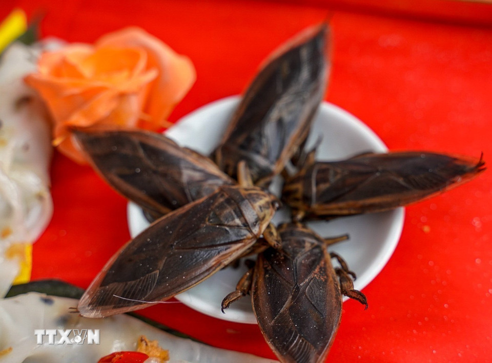 Cà cuống tạo hương vị riêng, đặc trưng cho nước chấm của bánh cuốn. (Ảnh: Khánh Hòa/TTXVN)