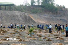 Huyện Ba Chẽ sẽ trồng tập trung khoảng 5.000ha. (Ảnh minh họa: Văn Đức/TTXVN)