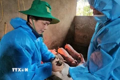 Cơ quan chức năng tiến hành tiêu hủy lợn bệnh để ngăn chặn lây lan dịch lở mồm long móng. (Ảnh TTXVN phát)