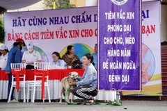 Đưa chó, mèo đi tiêm vaccine phòng bệnh dại. (Nguồn: báo Bình Định)