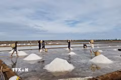Diêm dân huyện Đông Hải, thủ phủ muối tỉnh Bạc Liêu, thu hoạch muối niên vụ 2025. (Ảnh: Chanh Đa/TTXVN)