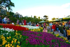 Vườn tulip hoa rực rỡ sắc màu trên núi Bà Đen thu hút đông đảo du khách đến tham quan, chụp ảnh và tận hưởng không khí trong lành. (Ảnh: Minh Phú/TTXVN)