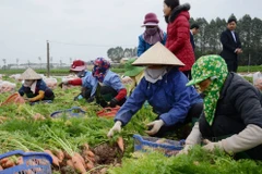 Huyện Lương Tài, Gia Bình hình thành vùng trồng cà rốt 300ha. (Nguồn: báo Bắc Ninh)