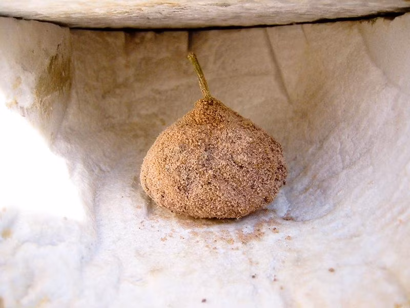 Những loại phomai kỳ lạ và 'kinh dị' trên khắp thế giới ảnh 2