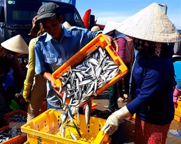 Tỉnh Ninh Thuận nâng cao hiệu quả kinh tế từ nghề nuôi biển ảnh 2